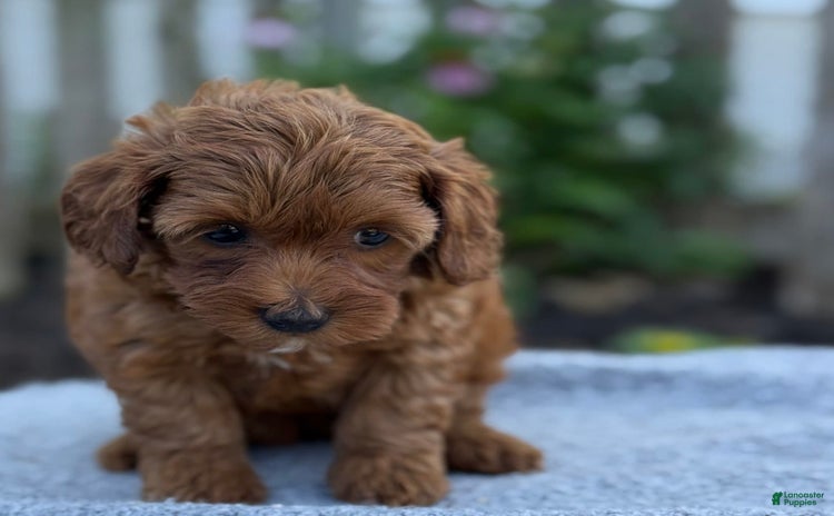 Toy Poodle dogs for sale - Ad 3