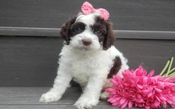 Cockapoo dogs for sale: Bella - Image 1