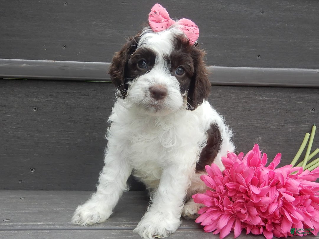 Cockapoo dogs for sale: Bella - Image 1