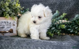 Maltese dogs for sale: Satin - Image 2