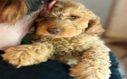 Goldendoodle dogs for sale: Pebbles - Image 4