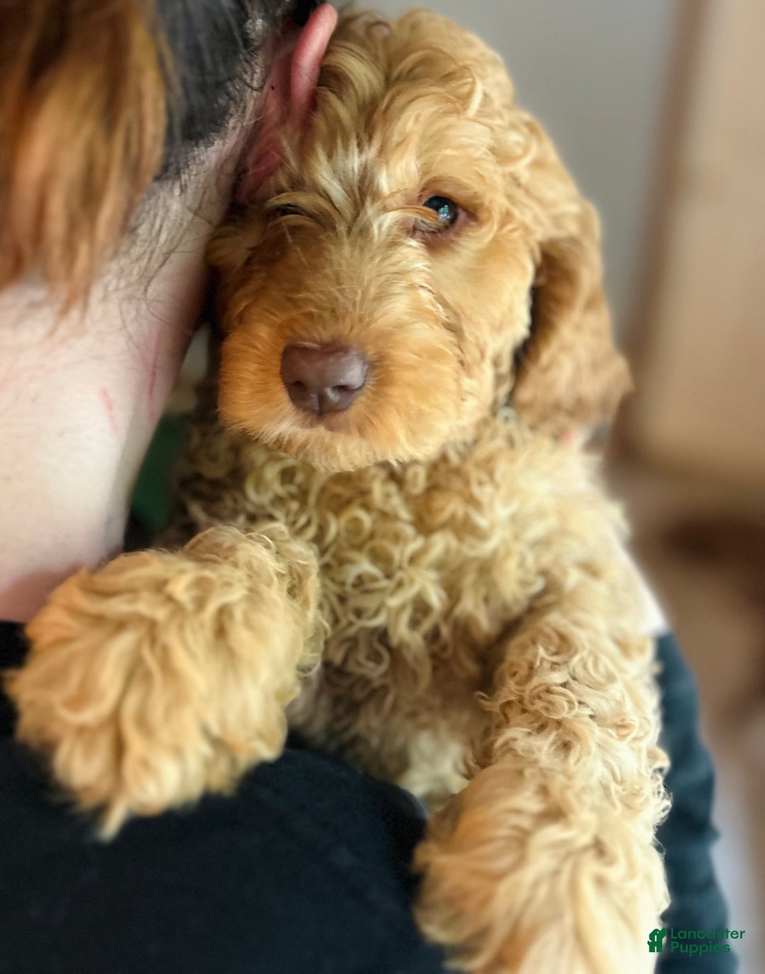 Goldendoodle dogs for sale: Pebbles - Image 4
