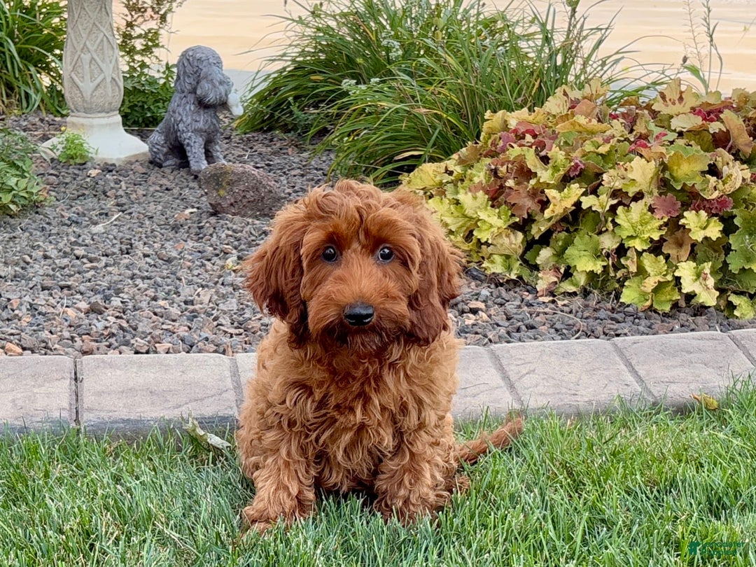 Cockapoo dogs for sale: Shellie - Image 7