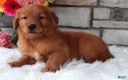 Golden Retriever dogs for sale: Chester - Image 4