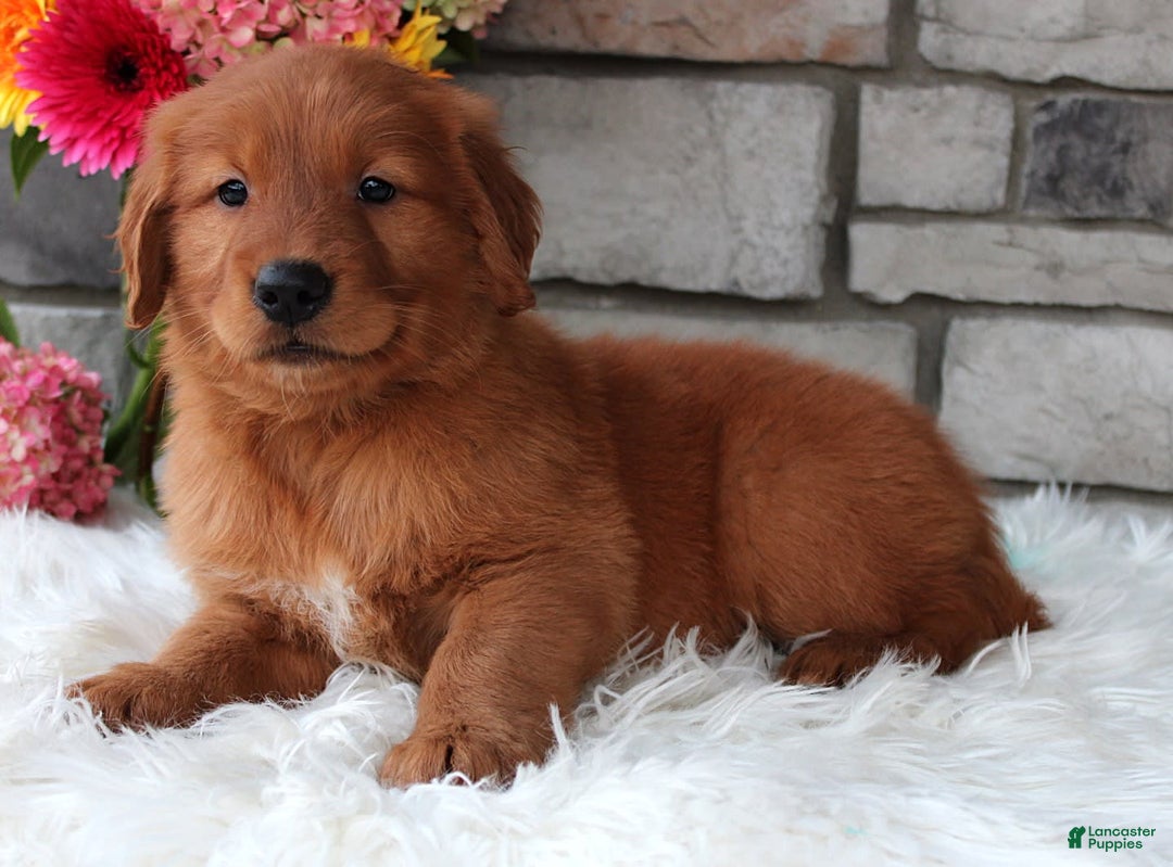 Golden Retriever dogs for sale: Chester - Image 4