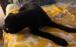 Belgian Malinois dogs for sale: Ulf-keine - Image 4