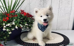 Samoyed dogs for sale: Charlie - Image 6