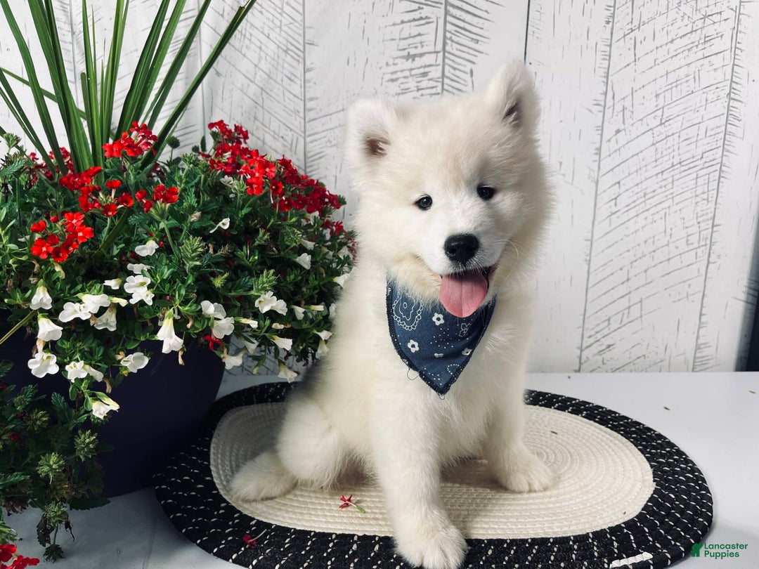 Samoyed dogs for sale: Charlie - Image 6