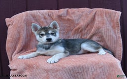 Alaskan Klee Kai dogs for sale: Timber - Image 5