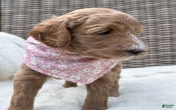 Goldendoodle dogs for sale: Virginia - Image 22