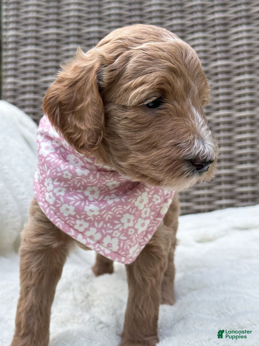 Goldendoodle dogs for sale: Virginia - Image 22