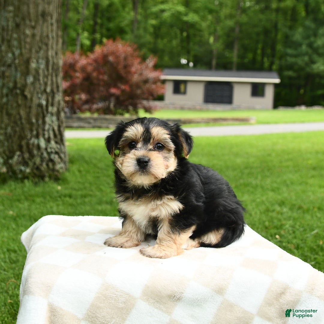Morkie dogs for sale: Mickey - Image 1