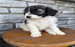 Teddy Bear dogs for sale: Evan - Image 11