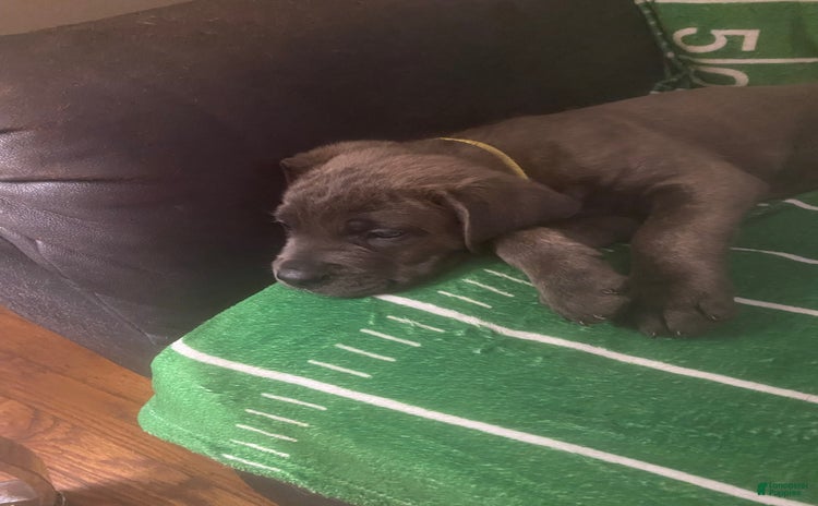 Cane Corso dogs for sale - Ad 3