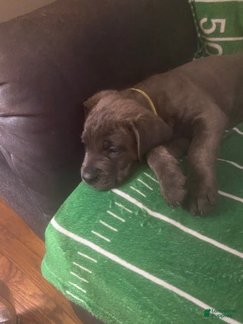 Cane Corso dogs for sale - Ad 3