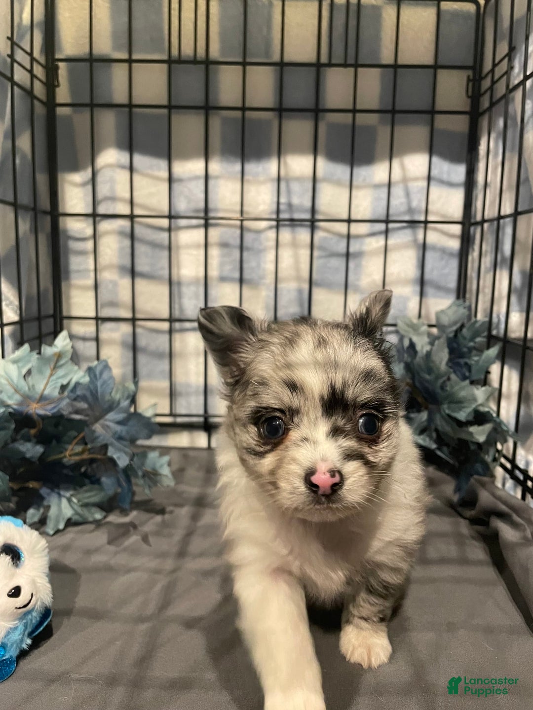 Pomchi dogs for sale: Blu - Image 3