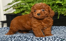Miniature Poodle dogs for sale: Zoey - Image 7
