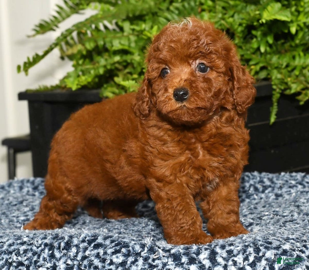 Miniature Poodle dogs for sale: Zoey - Image 7