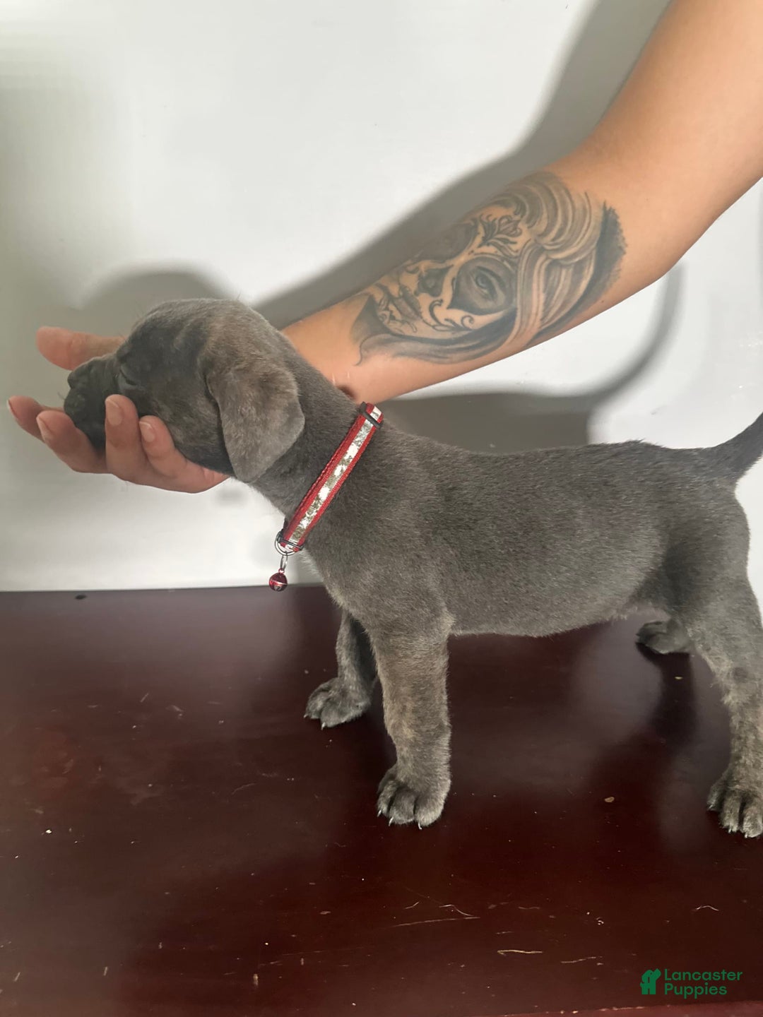 Cane Corso dogs for sale: Kash - Image 2