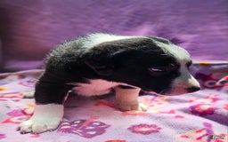 Border Collie dogs for sale: Fang - Image 10