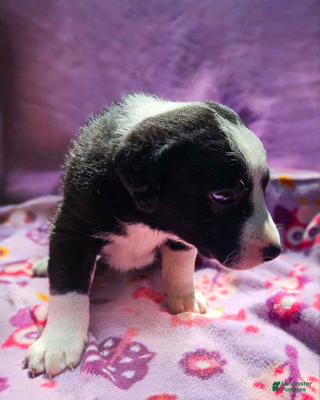 Border Collie dogs for sale: Fang - Image 10