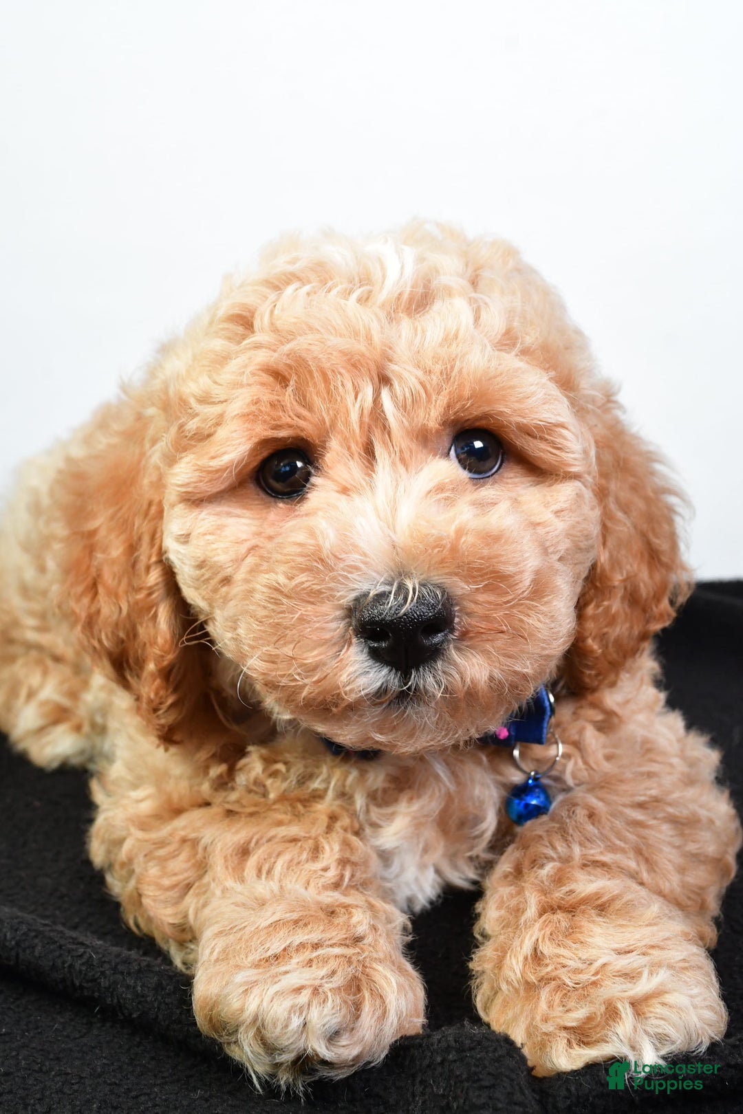 Bichpoo dogs for sale: Samson - Image 6