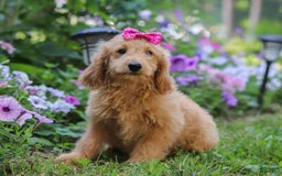 Mini Goldendoodle dogs for sale: Lucy - Image 4