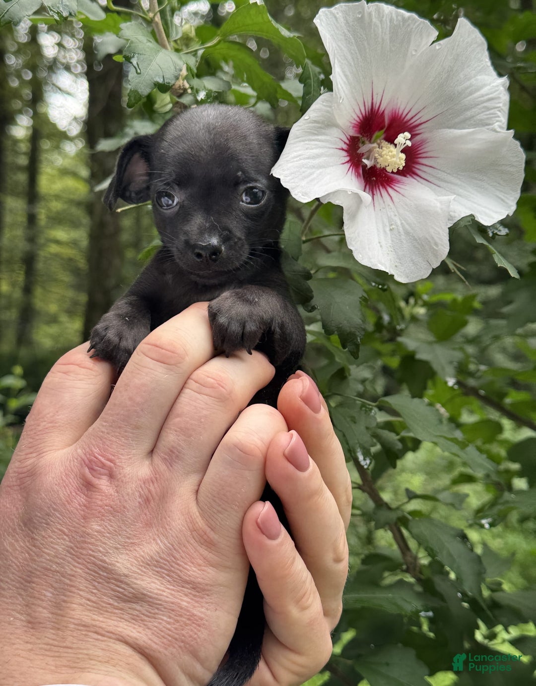 Chihuahua dogs for sale: Black Pearl - Image 6