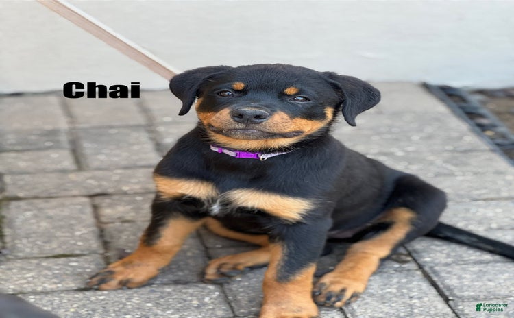 Rottweiler dogs - Advert 25