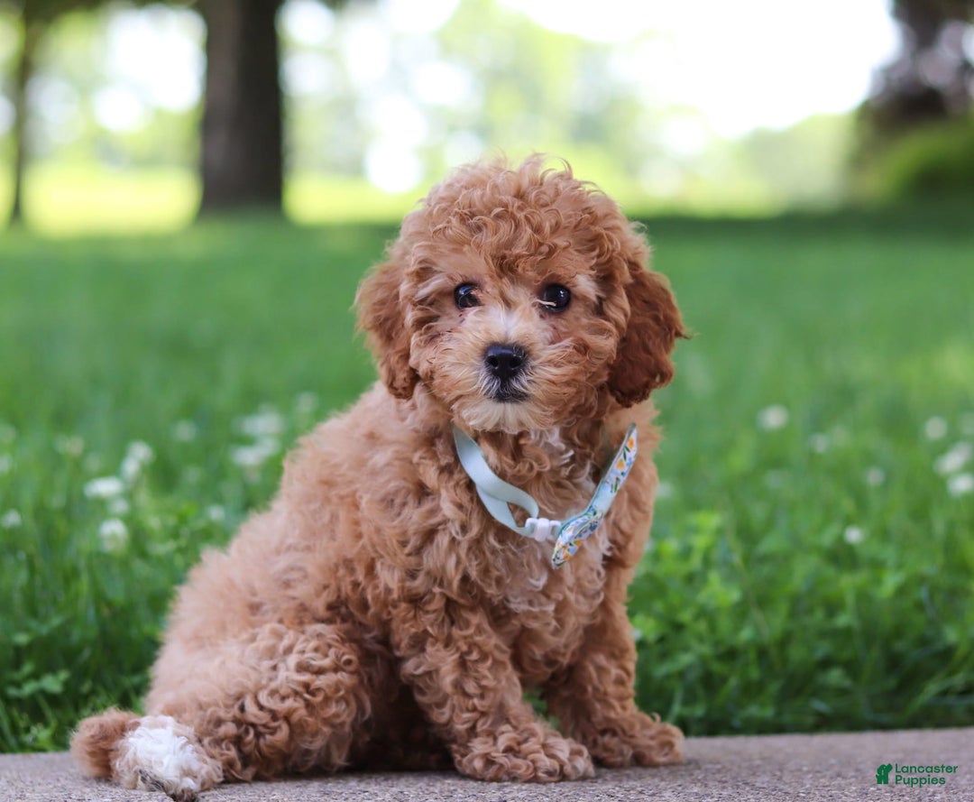 Cavapoo dogs for sale: Robin - Image 4