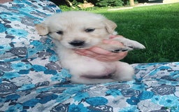 Golden Retriever dogs for sale: Picasso - Image 3