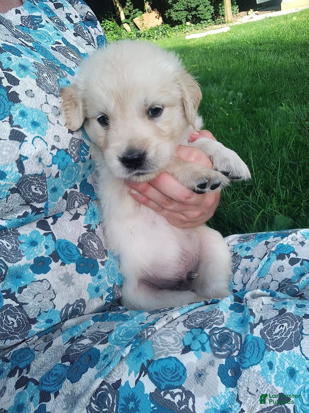 Golden Retriever dogs for sale: Picasso - Image 3
