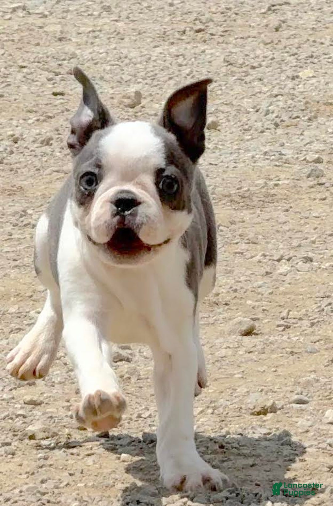 Boston Terrier dogs for sale: Tickles - Image 8