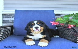 Bernese Mountain Dog dogs for sale: Marley - Image 3