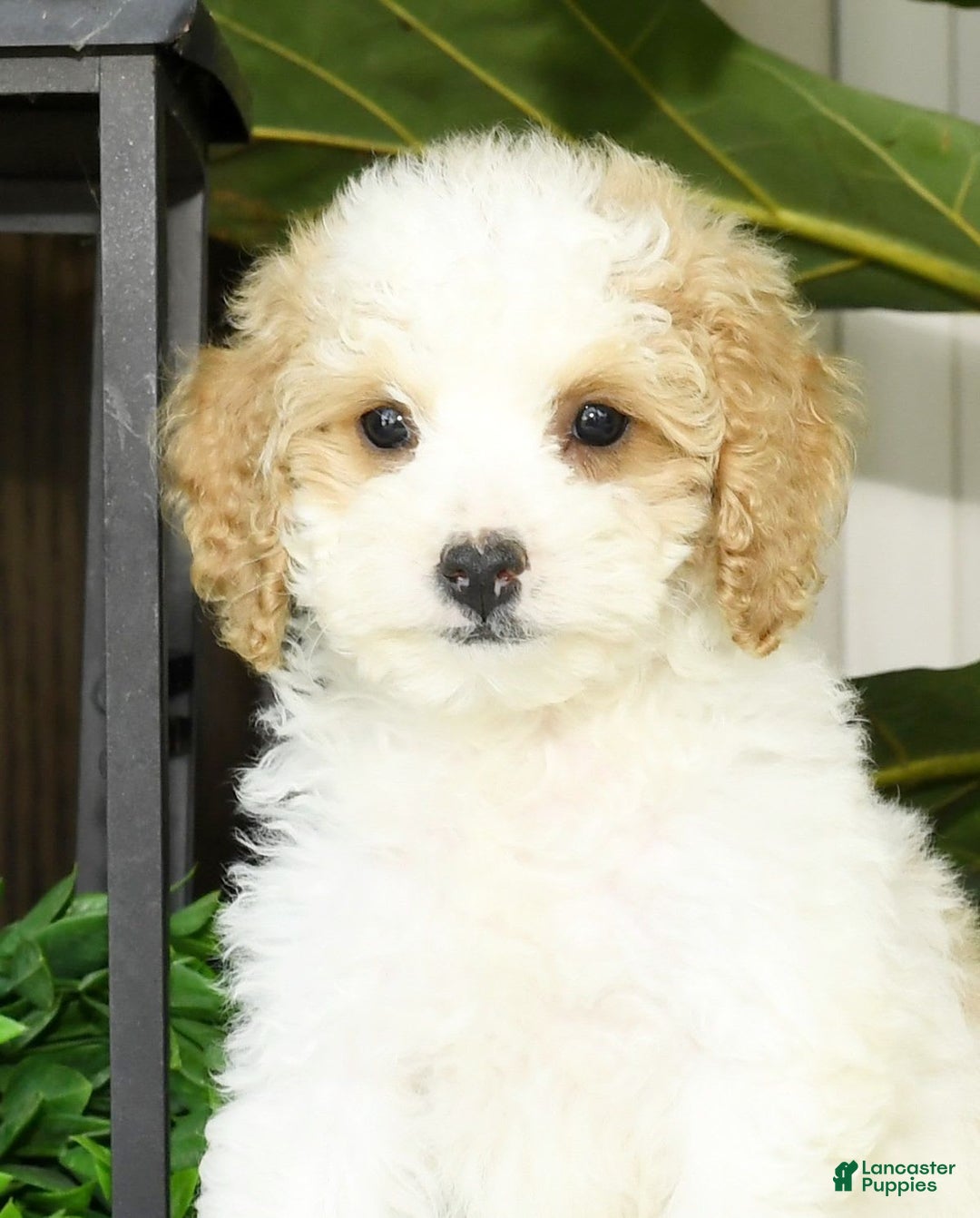 Cavapoo dogs for sale: Uriah - Image 10