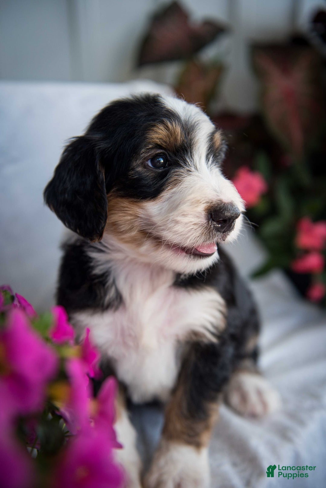 Bernedoodle dogs for sale: Spiderman - Image 8
