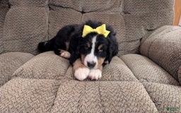 Bernese Mountain Dog dogs for sale: Dandelion - Image 1