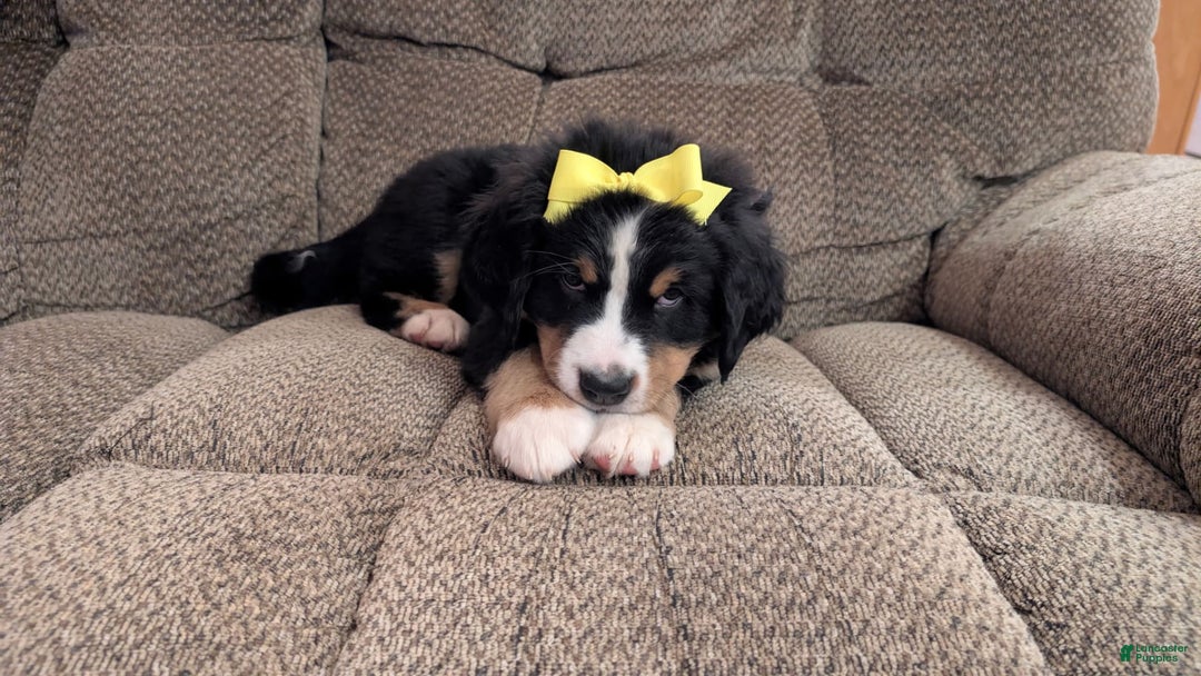 Bernese Mountain Dog dogs for sale: Dandelion - Image 1