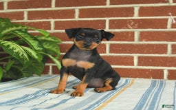 Miniature Pinscher dogs for sale: Jade - Image 10