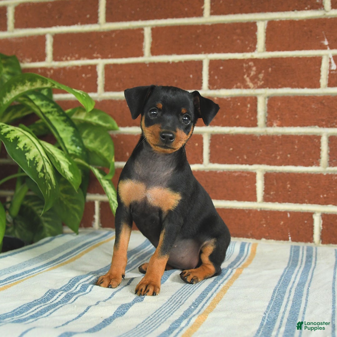 Miniature Pinscher dogs for sale: Jade - Image 10