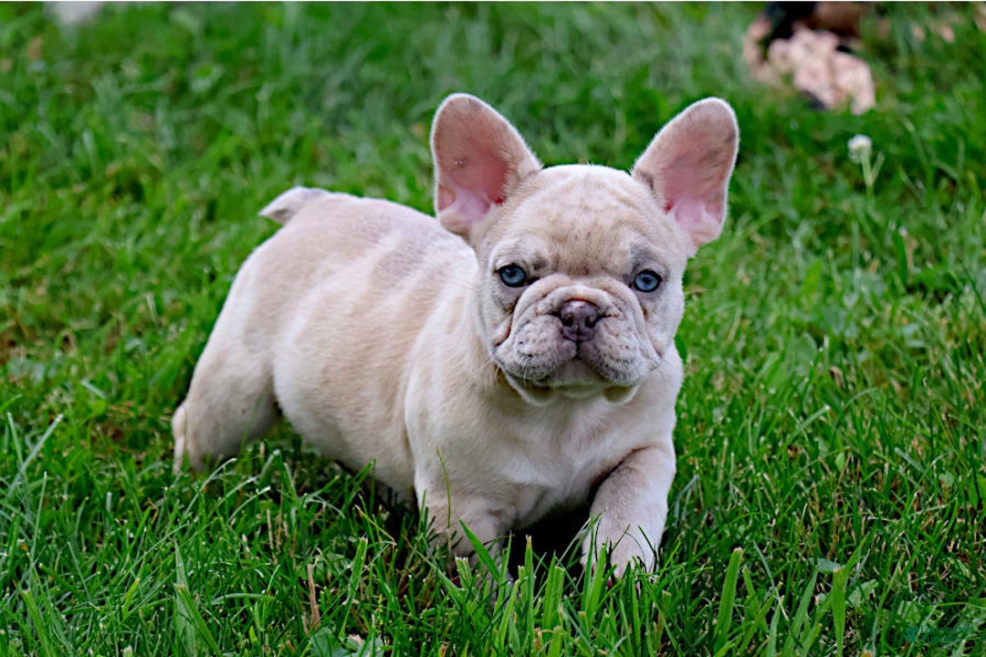 French Bulldog dogs for sale: Aragon - Image 3
