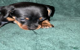 Miniature Pinscher dogs for sale: Miniature Pinscher 4 puppies - Image 8