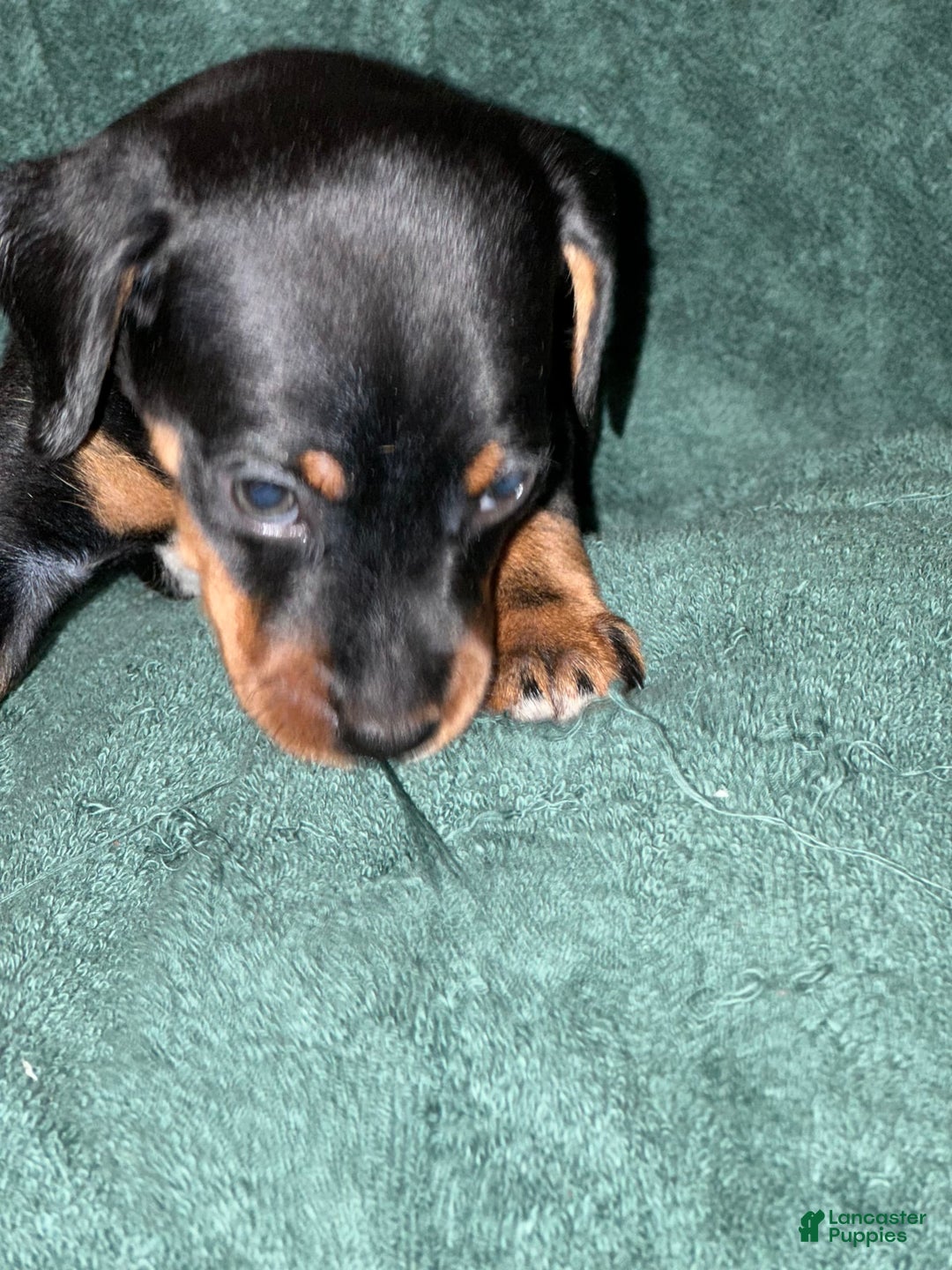Miniature Pinscher dogs for sale: Miniature Pinscher 4 puppies - Image 8