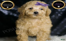 Miniature Poodle dogs for sale: Paris - Image 1