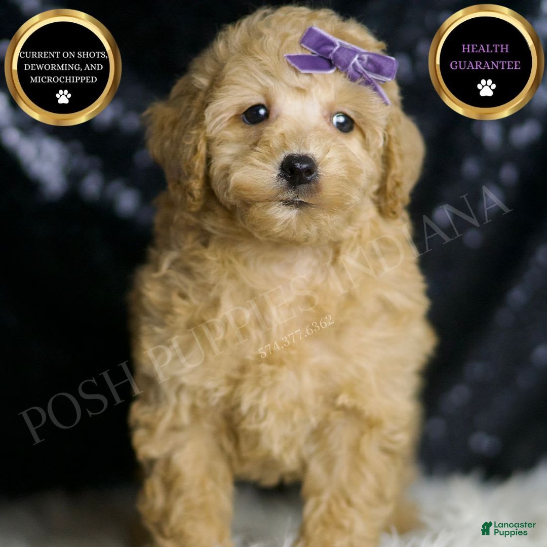 Miniature Poodle dogs for sale: Paris - Image 1