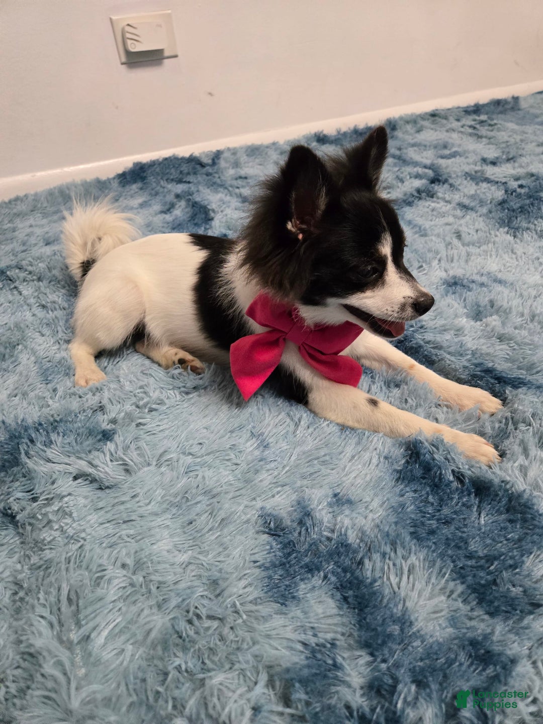 Pomeranian dogs for sale: Mili - Image 3
