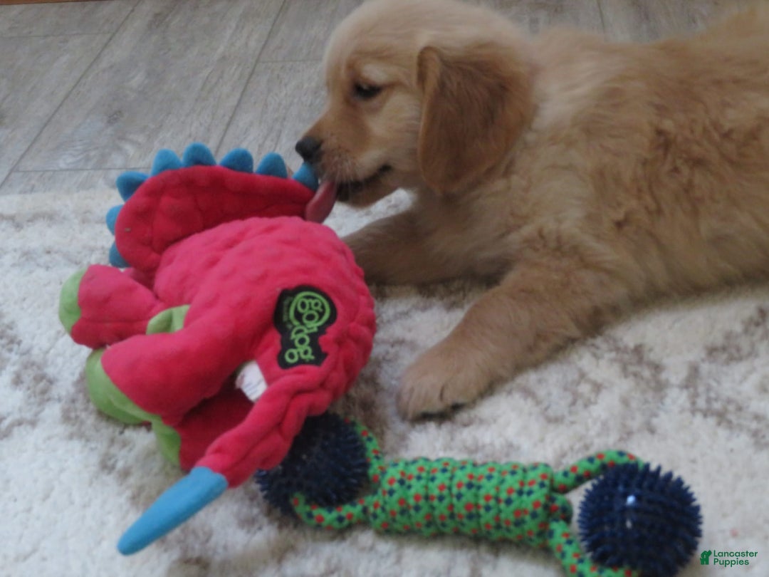 Golden Retriever dogs for sale: Truffle - Image 15