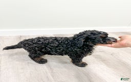 Mini Bernedoodle dogs for sale: Diego - Image 9