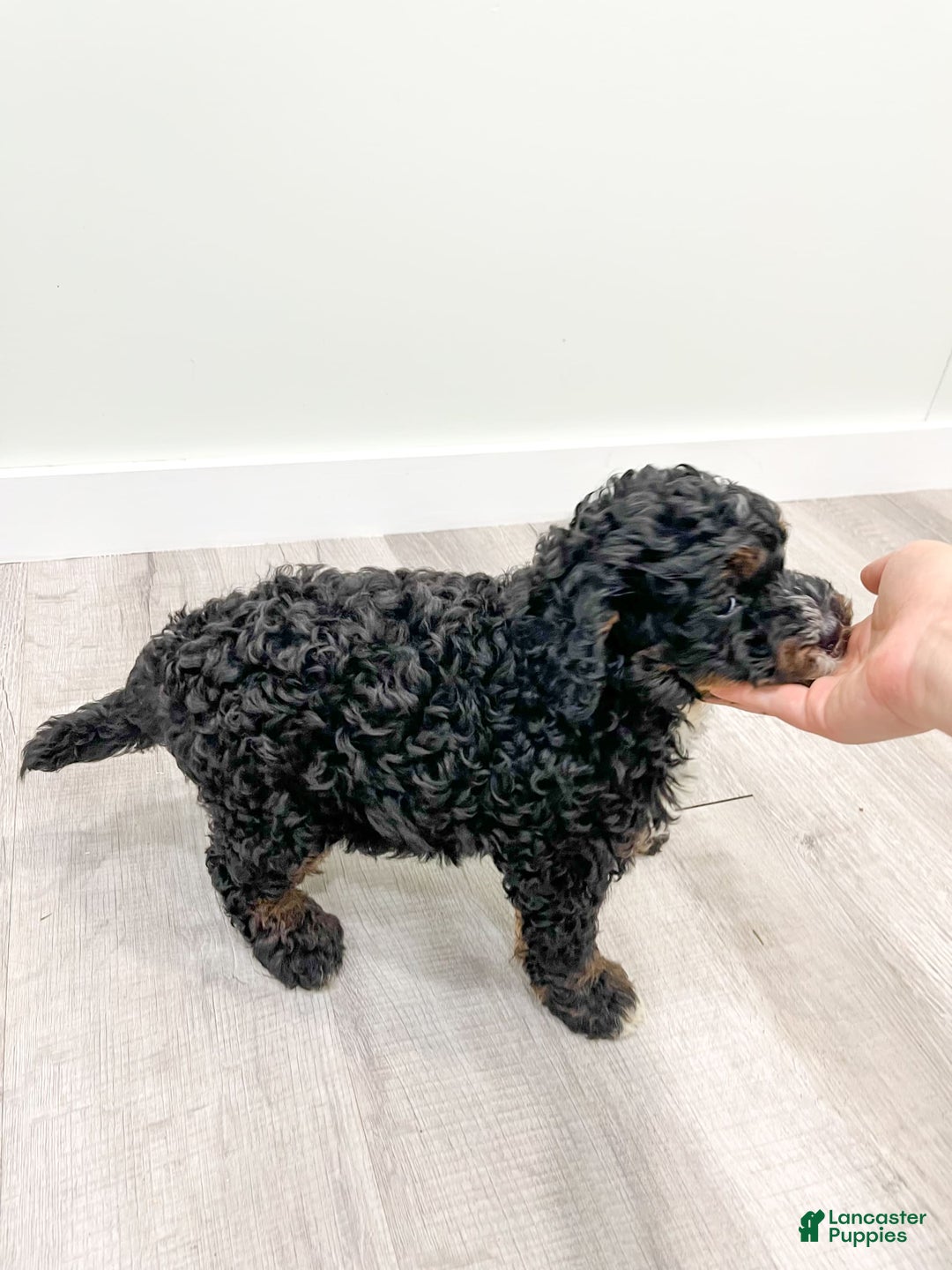 Mini Bernedoodle dogs for sale: Diego - Image 9