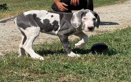 Great Dane dogs for sale: Great Dane 4 puppies - Image 18